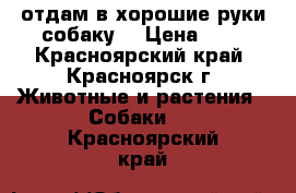 отдам в хорошие руки собаку  › Цена ­ 1 - Красноярский край, Красноярск г. Животные и растения » Собаки   . Красноярский край